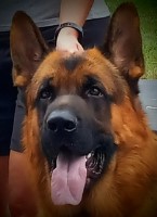 Robin - German Shepherd Dog Stud