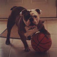 Kenyata Jones - English Bulldog Stud