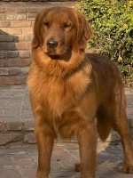 4 Love Of Goldens Golden Retriever breeder