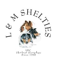 L & M Shelties Shetland Sheepdog breeder