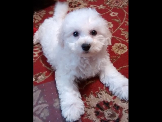 Bichon Frise Breeder 30851