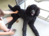 Diana - Poodle Standard Stud