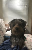 Sharon Perrien - Yorkshire Terrier Stud