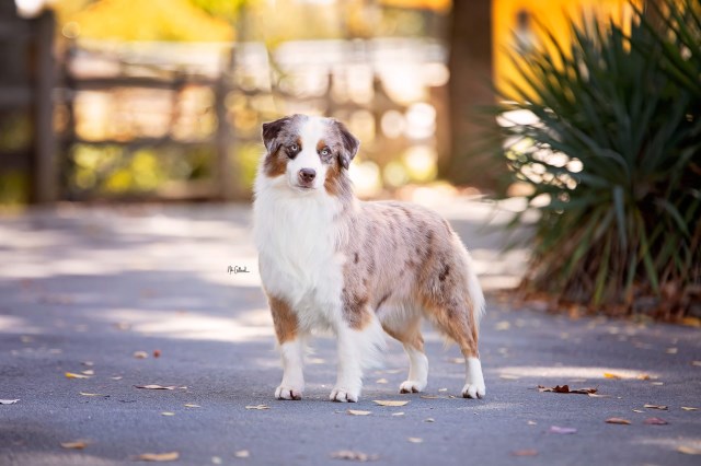 Miniature Australian Shepherd Breeder 31482