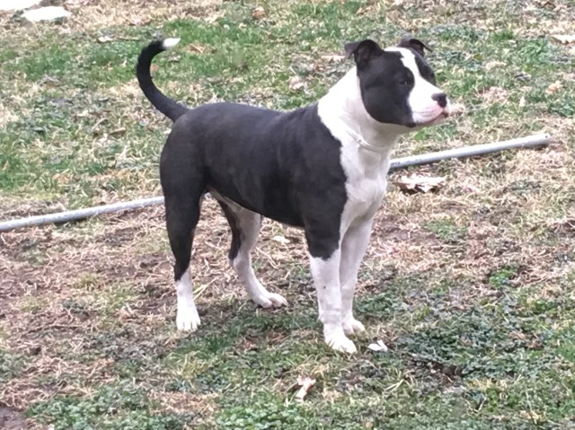 American Pit Bull Terrier Stud 25974