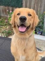 Aden Johnson - Golden Retriever Stud