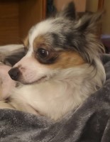 Ashleigh - Chihuahua Stud