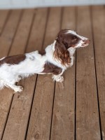 Dianna Miller - Dachshund Stud