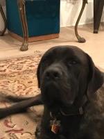 Eric Johnson - Mastiff Stud