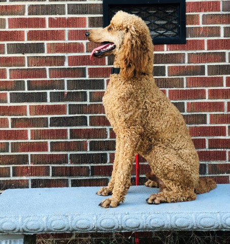 Poodle Standard Stud 28901