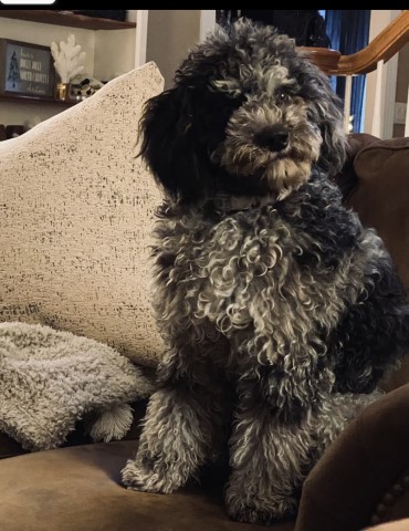 Poodle Miniature Stud 30316