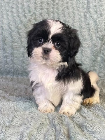 Shih Tzu Stud 30897