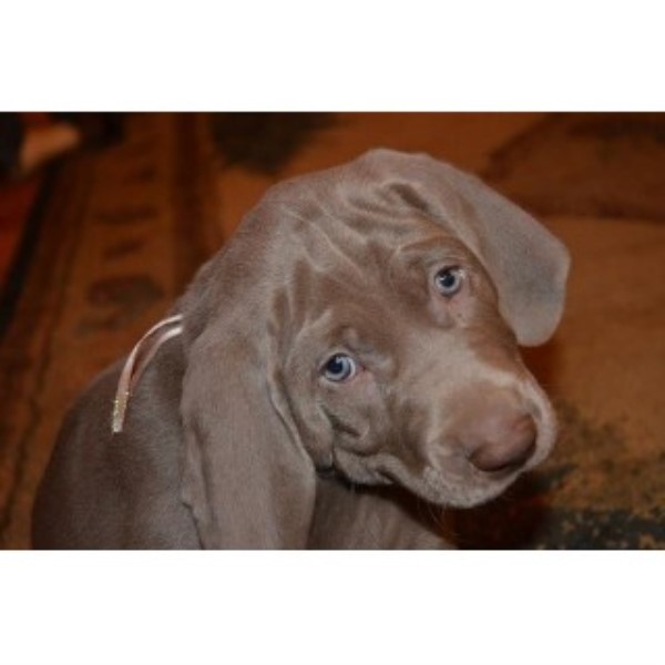 Weimaraner Breeder 21253