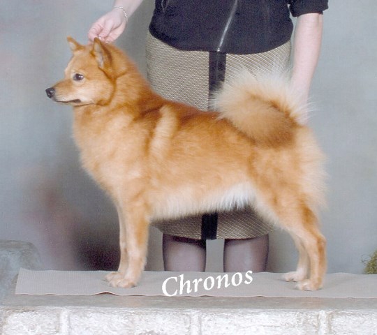 Firestorm Finnish Spitz