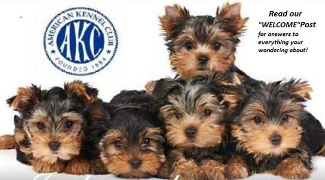 Yorkshire Terrier Stud 26093