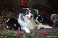 Ashber Farms Australian Shepherd Dog breeder