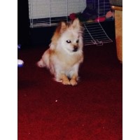 Samantha - Chihuahua Breeder Chihuahua breeder