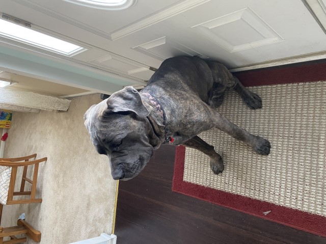 Mastiff Stud 29482