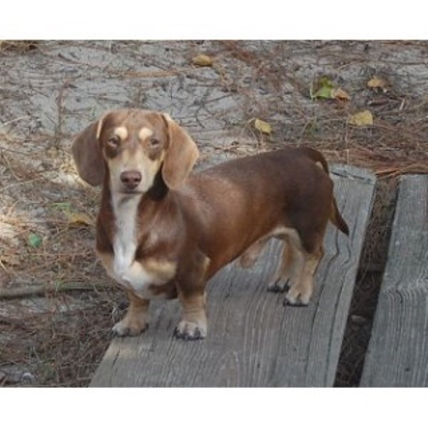 Dachshund Breeder 14964