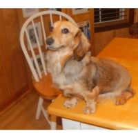 Rocky's Doxies Dachshund breeder