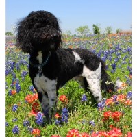 Mesquite Mountain Doodles Labradoodle breeder