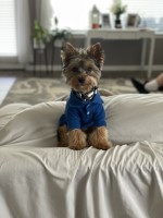 Desiree Lozano - Yorkshire Terrier Stud