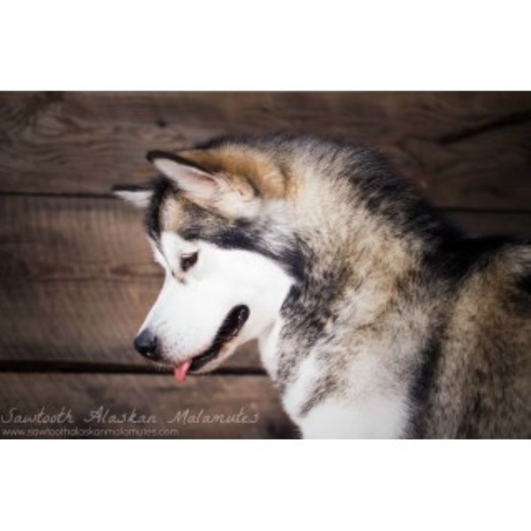 Alaskan Malamute Breeder 24854