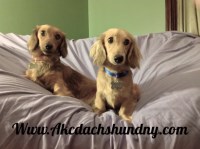 www.akcdachshundny.com Dachshund breeder