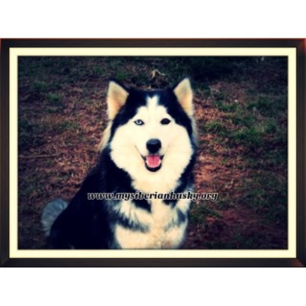 Siberian Husky Breeder 21683