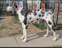 Amber Wineglass - Great Dane Breeder Great Dane breeder