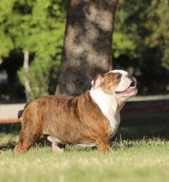 Mel Gonzalez - English Bulldog Stud