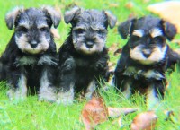 Miniature Schnauzer thumbnail