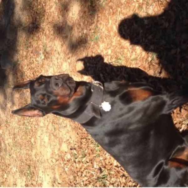 Doberman Pinscher Breeder 22537