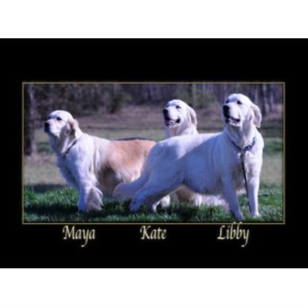 Golden Retriever Breeder 23628