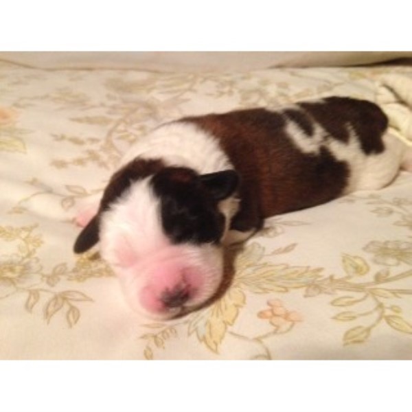 bluetick coonhound puppies for sale in texas saint bernard puppies for sale in texas saint bernard breeder in bluetick coonhound puppies for sale in texas saint bernard puppies for sale in texas saint bernard breeder in