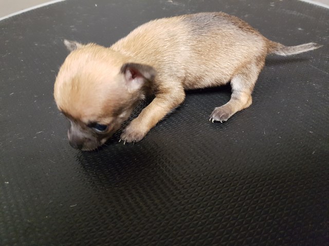 Chihuahua Breeder 26131