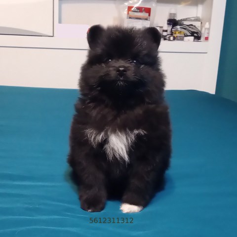 Pomeranian Breeder 31841