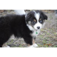 KELDREW RANCH Miniature Australian Shepherd breeder