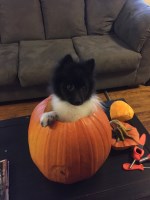 Royal court training and breeding Pomeranian breeder