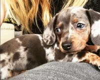 Breeder Page Sierra Dachshund Breeders Club Of Los Angeles Co