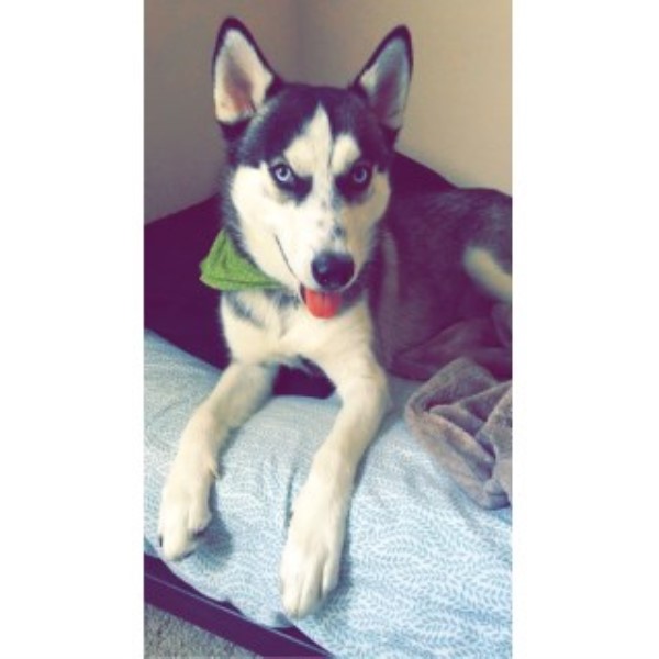 Husky Dog For Sale Orlando Husky Dog For Sale Orlando