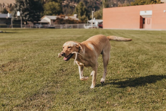 Labrador Retriever Stud 26312