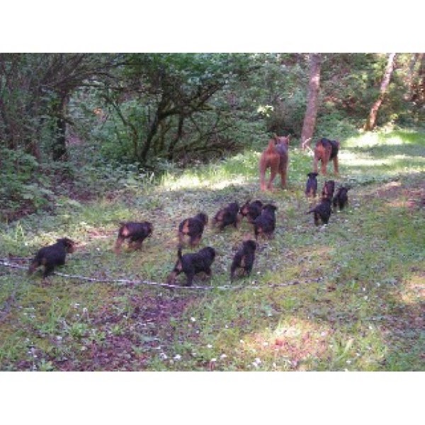 AKc.Alsea'OorangAiredales from our Working Farm Dogs