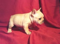 Mine French Bulldog breeder