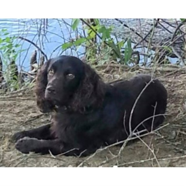 Ramblewood Kennels Boykin Spaniel