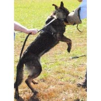 Von Der Sturmischen Bahn Kennels German Shepherd Dog breeder