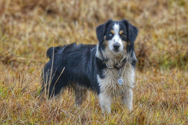 Miniature Australian Shepherd Stud 25678