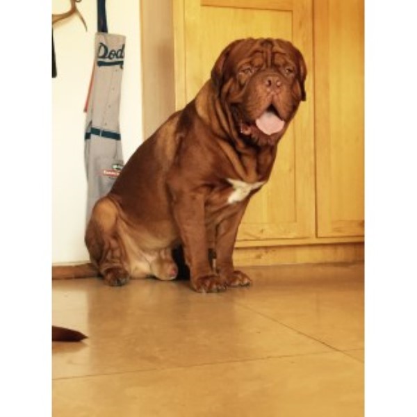 Dogue De Bordeaux Breeder 24877