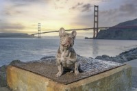 Andre L. - French Bulldog Stud