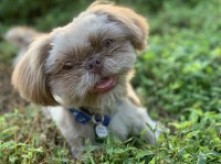 Natasha Fields - Shih Tzu Stud